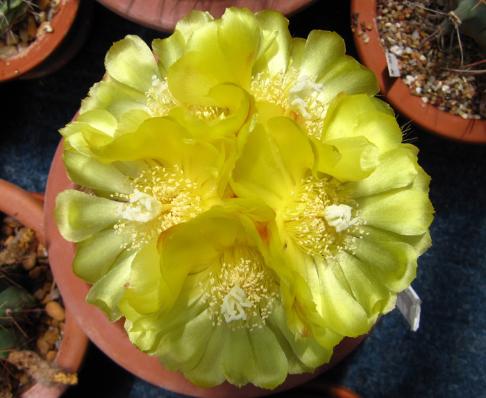 Notocactus magnificus flowering